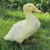 The Miracle Duck's Logo
