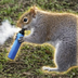 The Vaping Squirrel's Logo