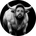 The White Bull