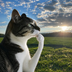 Thinking Cat's Logo