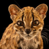 Leopardus Tilcayo's Logo