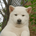 Toshi