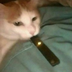 vape cat's Logo