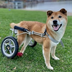 Wheelchair Pup's Logo