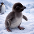 World's Tiniest Penguin's Logo