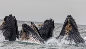 Ethereum’s Top 10 Whales Now Control 41 Million ETH, A New ATH