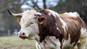 Ünlü CEO Raoul Pal’dan 8 Trilyon Dolarlık Bitcoin Boğası İddiası Geldi!