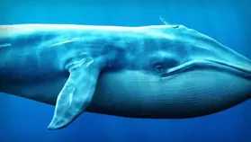 Yükseliş Sırasında Dev Balina Yüklü Miktarda Altcoin Satın Aldı! İşte Seçimleri