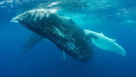 Following Anthropic’s Announcement Today, a Massive Altcoin Whale Withdrew $300 Million Worth of Altcoins from Their Wallet