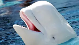 Мемкоин WhiteWhale потерял 60% стоимости за пять минут