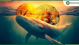 วาฬ Bitcoin สะสม BTC ช้าลง เหลือเพียง 1% ต่อเดือน
